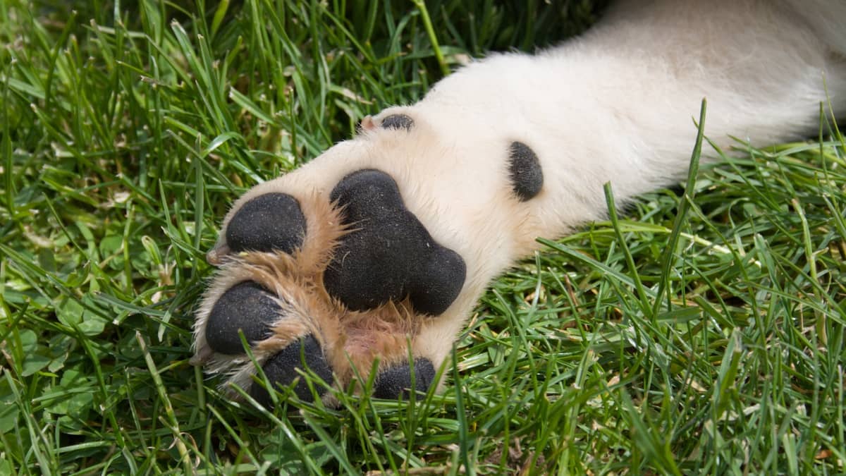 5 Benefits Of Dog Paw Balms Why Use It To Your Dog?